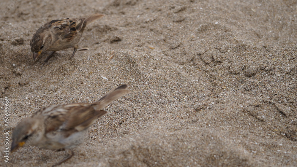Gorriones en la playa, en la arena, pájaros en la orilla del mar Gorriones en la playa, en la arena, pájaros en la orilla del mar
