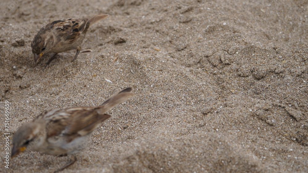 Gorriones en la playa, en la arena, pájaros en la orilla del mar