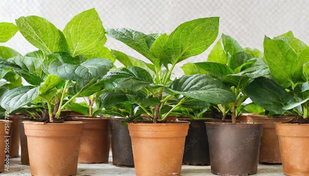 green plants in pots with transparent background