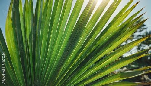 abstract green palm leaf texture nature background tropical leaf