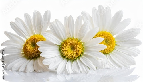 beautiful daisy marguerite isolated on white background including clipping path