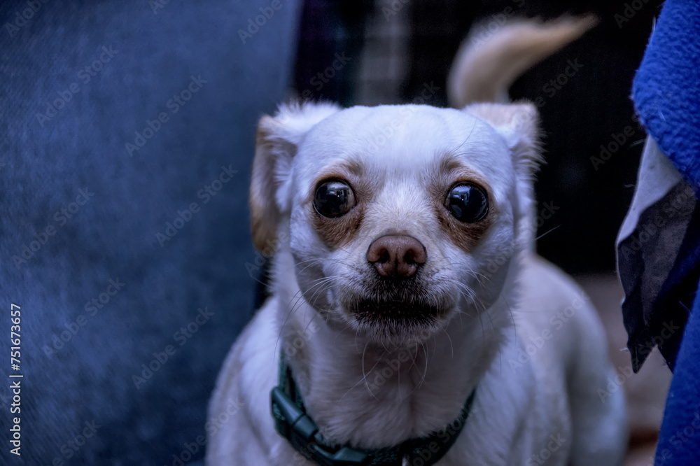 Chiweenie Pomeranian Mix breed looking at the camera with a concern expression