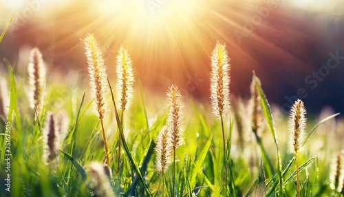 grass in meadow unusual grass lit by sunlight sunrays beautiful nature in spring photo