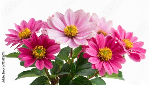 pink flower plant isolated