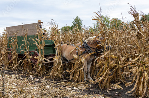 Fotografi Harvesting ear corn by hand and throwing into a wagon with a bang board and pulled by Belgian draft horses