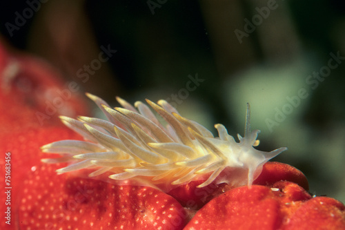 Nudibranch, sea slug, Calma glaucoides Capo Caccia, Alghero, Sardinia, Italy photo