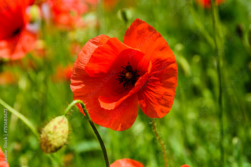Wild red poppy plants blossoming at spring Wild red poppy plants blossoming at spring