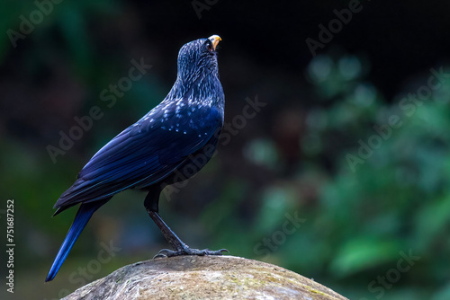 Blue-whistling Thrush