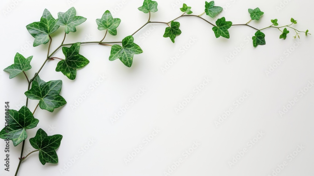 Green ivy branch stretching across a white canvas. The beauty of greenery in a minimalist setting. Natural leaf pattern on a blank backdrop for eco-inspired design. Green ivy branch stretching across a white canvas. The beauty of greenery in a minimalist setting. Natural leaf pattern on a blank backdrop for eco-inspired design.