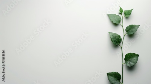 Minimalistic green leaf vine on a clean white background and space for text. Simplicity and nature combined in a single green stem. Botanical elegance in a streamlined plant presentation. photo