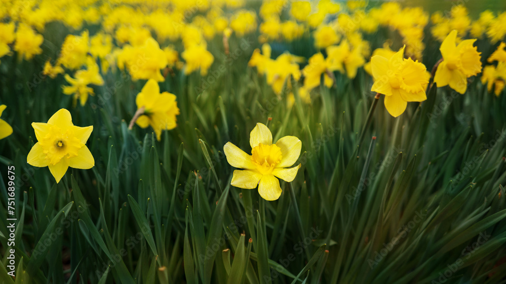 Flowery yellow daffodils in the city park. Flowery yellow daffodils in the city park.