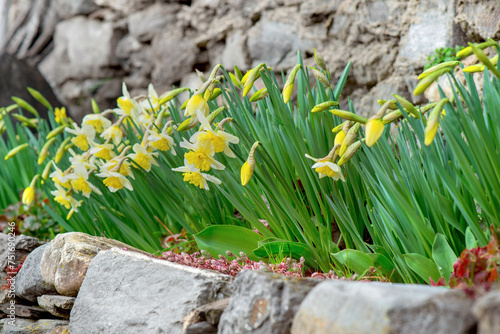 beautiful yellow daffodils blooming in a flower bed blooming  surrounded by s...