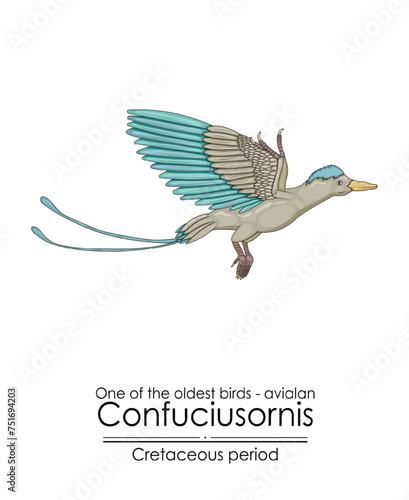 One of the oldest birds on Earth: Avialan - Confuciusornis from the Early Cretaceous Period.
