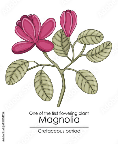 One of the first flowering plant on Earth - Magnolia, evolved during the Cretaceous period.