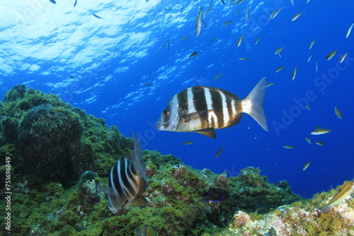 two beautiful bream sail over the reef surrounded by the small marine life of the surroundings
