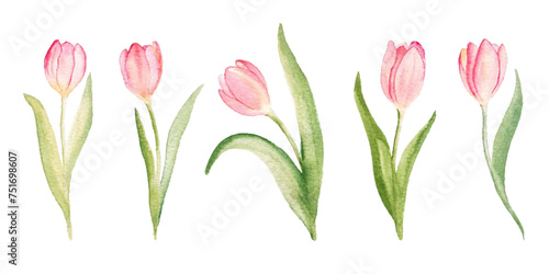 Set of watercolor pink tulips isolated on white