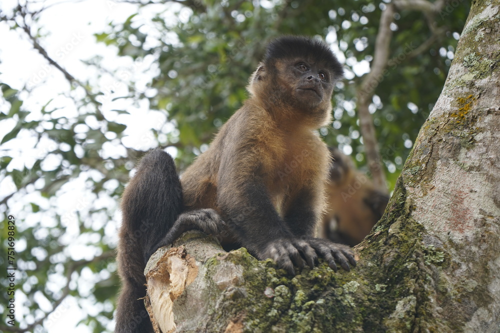 Naklejka premium The black capuchin (Sapajus nigritus), also known as the black-horned capuchin, is a capuchin monkey from the Atlantic Forest in south-eastern Brazil. Bosco Park site, Tianguá – Ceará. Brazil.