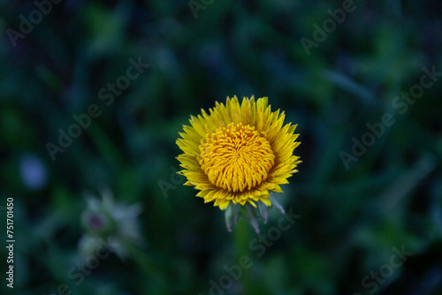  Yellow dandelion flowers close up. Medical herbs. Natural food ingredient.