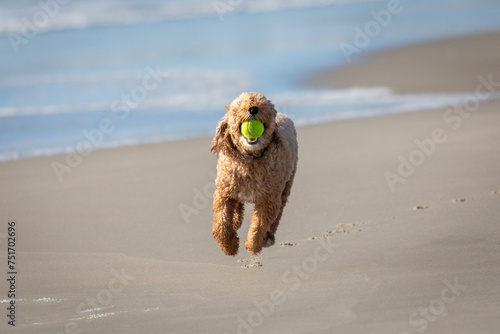 Labradoodle running on the beach with tennis ball