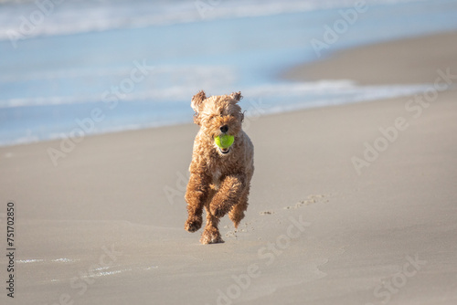 dog running on the beach