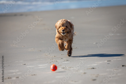 Dog chasing ball on the beach