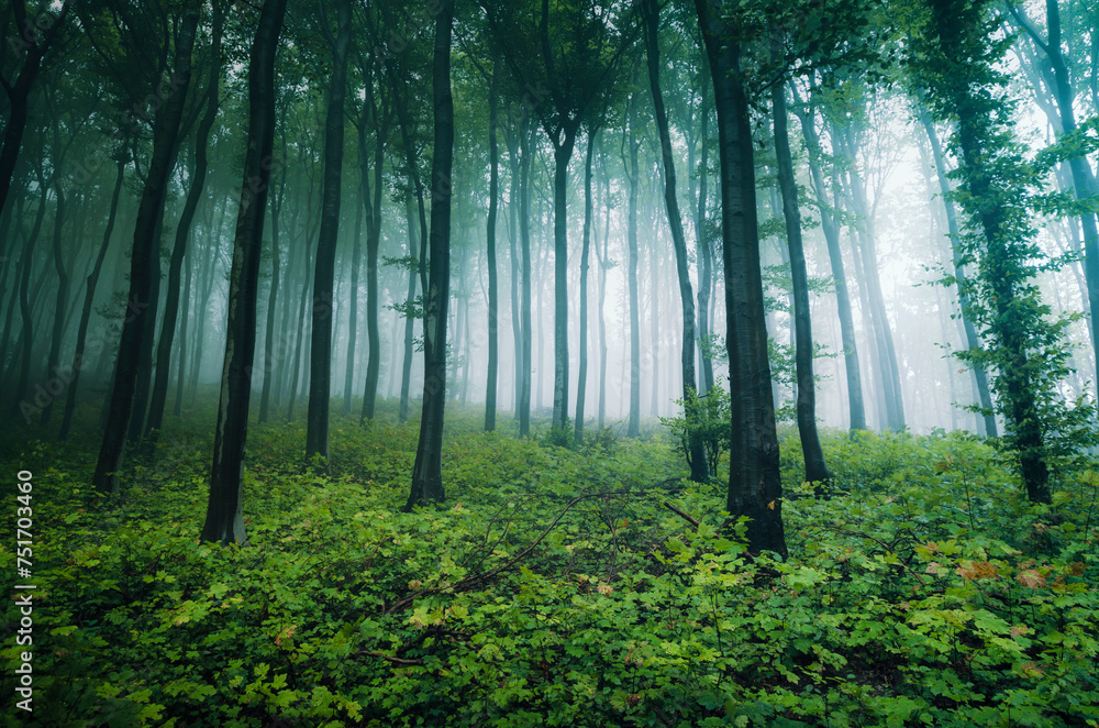 Obraz premium misty green forest with old trees