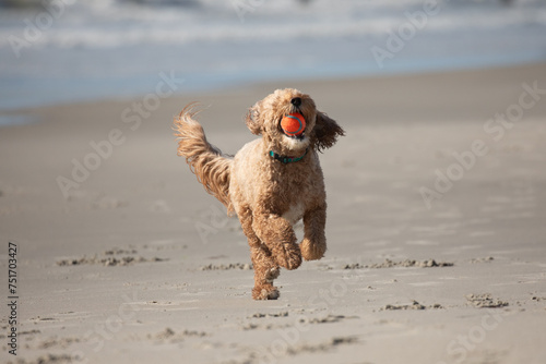 dog running on beach