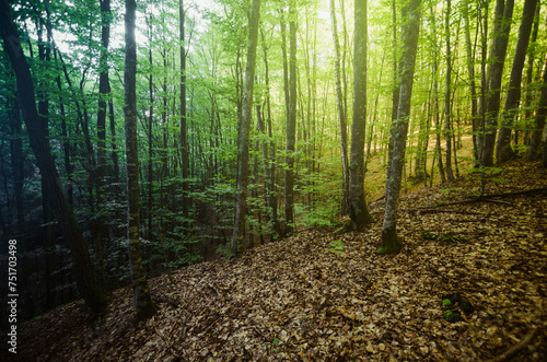 sunlight in green forest in...