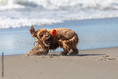 Dog playing ball at the beach