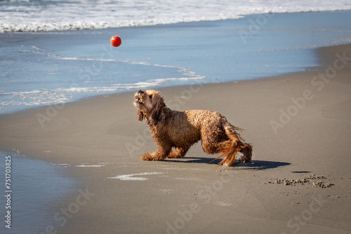 Labradoodle catching a ball at the beach