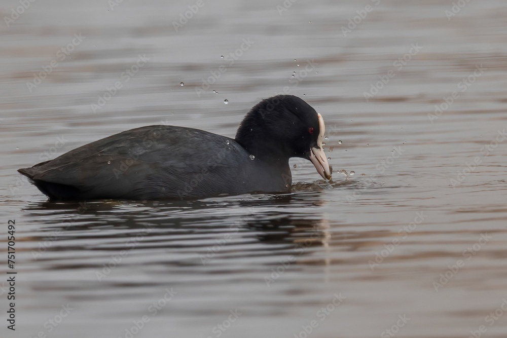 Aufnahme eines Blässhuhns auf dem wasser in seinem Habitat, bei der futtersuche. Aufnahme eines Blässhuhns auf dem wasser in seinem Habitat, bei der futtersuche.