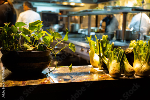 Vivid still life of fresh fennel bulbs on marble counter with potted greenery in a restaurant kitchen backdrop