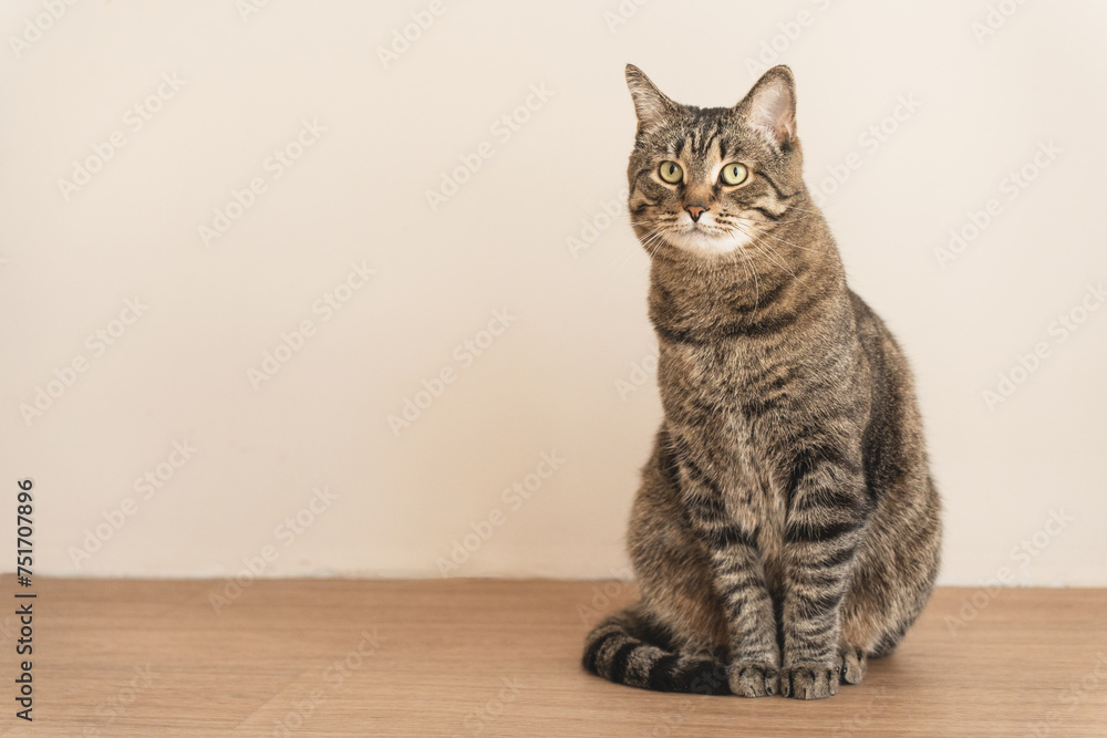 domestic cat sitting on the floor at home on a simple background of floor and wall, looking at camera. High quality photo