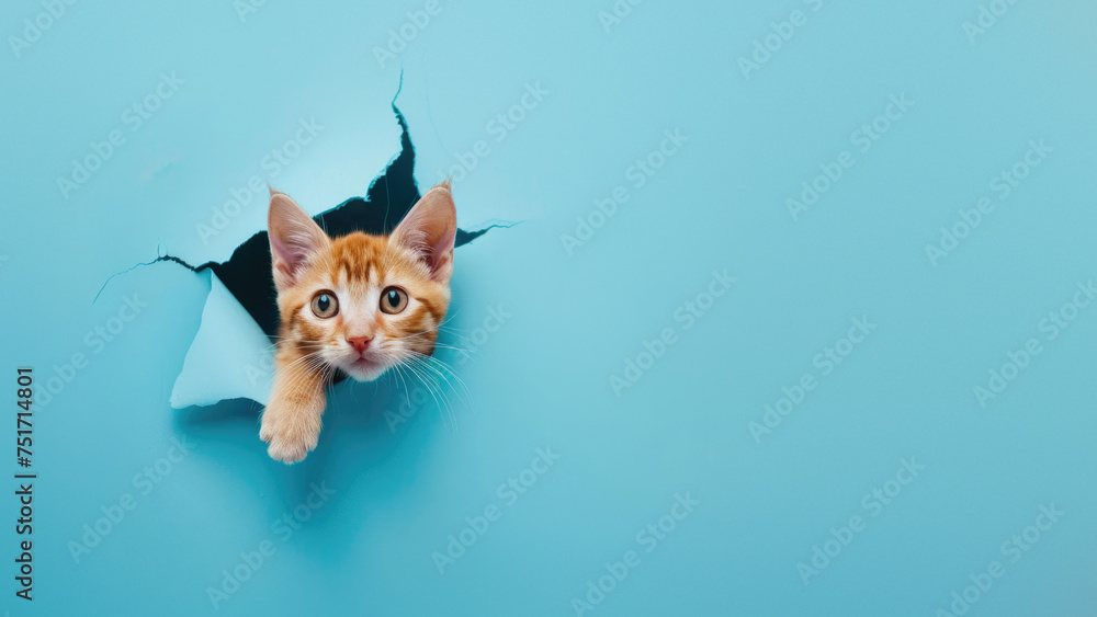 A playful ginger cat with a curious look peeks through a torn blue paper, depicting playfulness and curiosity - obrazy, fototapety, plakaty 