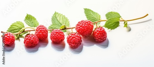 A cluster of ripe raspberries hangs from a branch, surrounded by vibrant green leaves. The red berries contrast beautifully with the foliage, creating a striking visual image.