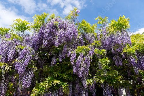 Spring flowers wisteria. Flowering tree blooming in sunset garden.  photo