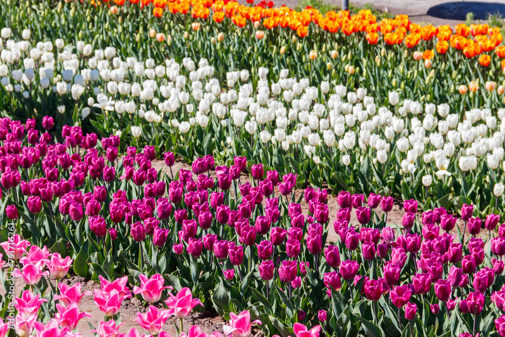 Beautiful multicolored tulips in a flower park  at spring