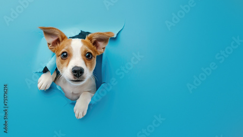 Dog's paws and snout comically poke out from a quirky hole in a bright blue paper background © Fxquadro