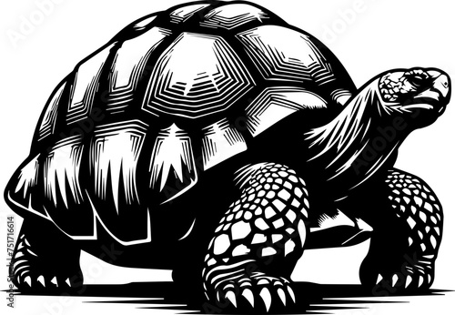  Aldabra Giant Tortoise animal
