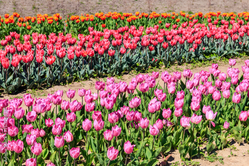 Beautiful multicolored tulips in a flower park  at spring
