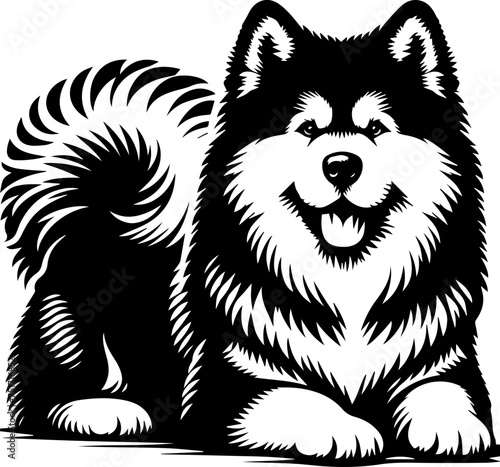 Alaskan Malamute