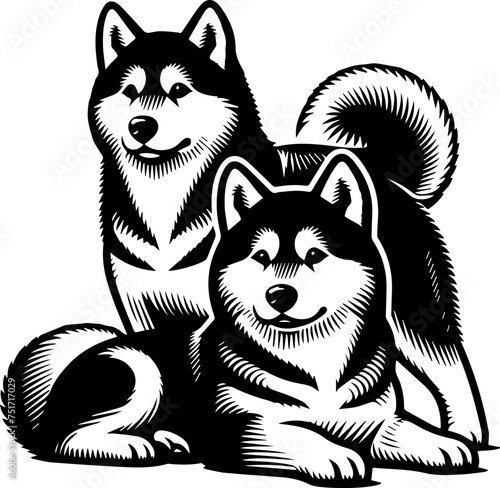  Alaskan Husky