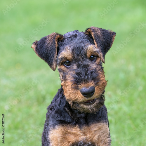 Airedale Terrier puppy, 10 weeks old, black saddle with tan markings, head portrait of a friendly looking dog, Germany  