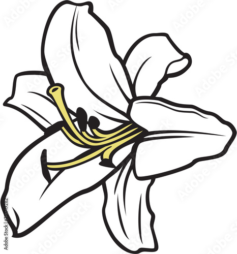 White Lily Flower Vector Illustration
