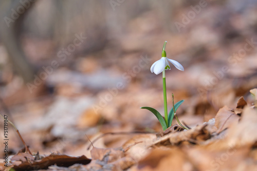 Galanthus nivalis, first spring flowers close-up in the Carpathian forest