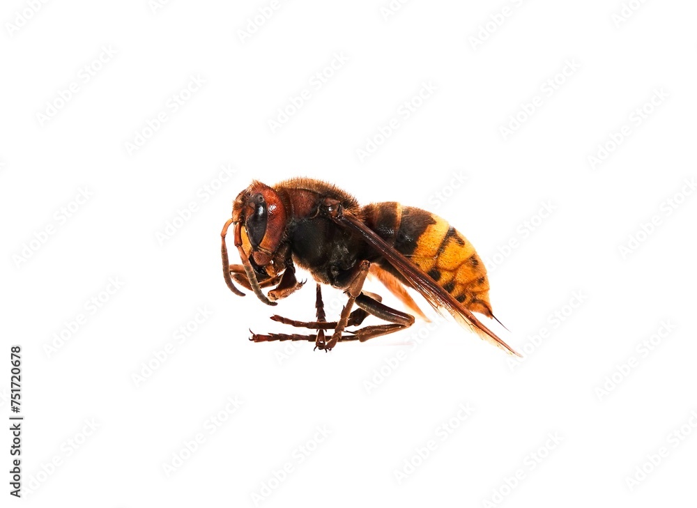 Un frelon mort posé de profil sur fond blanc en plan rapproché Stock Photo Adobe Stock