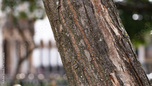 Εκτύπωση καμβά Mossy and cracked texture of pinewood tree in a forest - close up selective focu