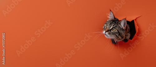A striped cat shows intrigue as it peers through a ripped opening in a solid orange backdrop, symbolic of curiosity