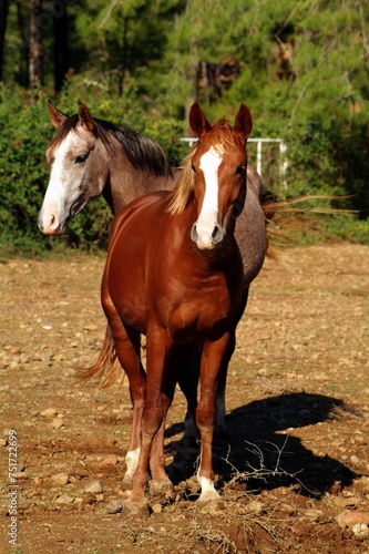 Majestic Beauties: Horses Grazing in Stud Farm in 4K Ultra HD