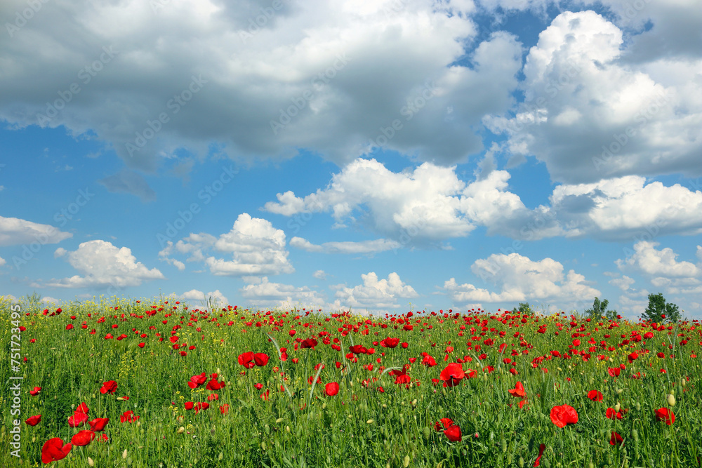 Poppies flower meadow and blue sky with clouds nature background